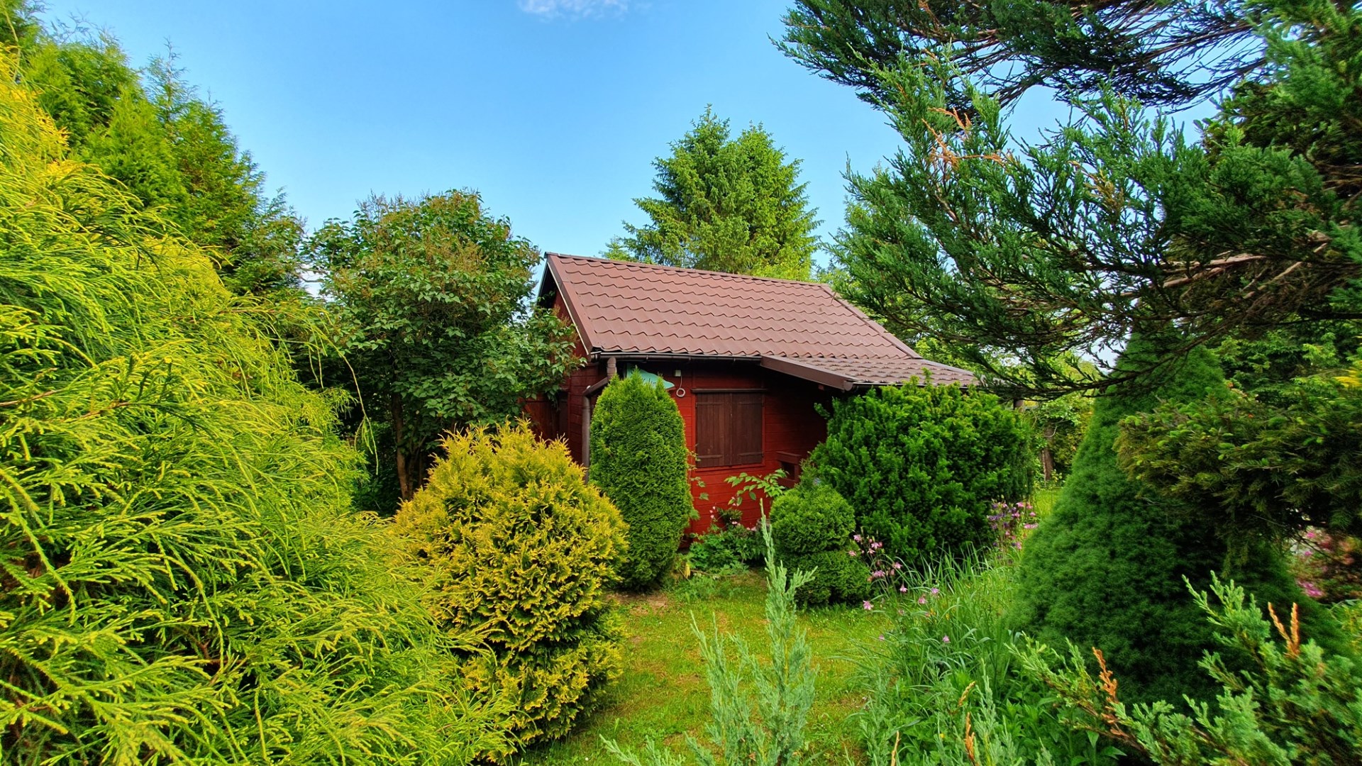 Atrakcyjna działka ROD z ładnym domkiem i krzewami