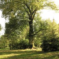 Bystre - Bieszczady widokowe działki 2,65ha